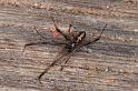 Latrodectus_hasselti_D3639_Z_89_Hamelin pool_Australie